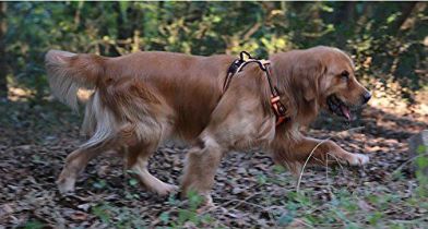 Chai's Choice Front Range Dog Harness